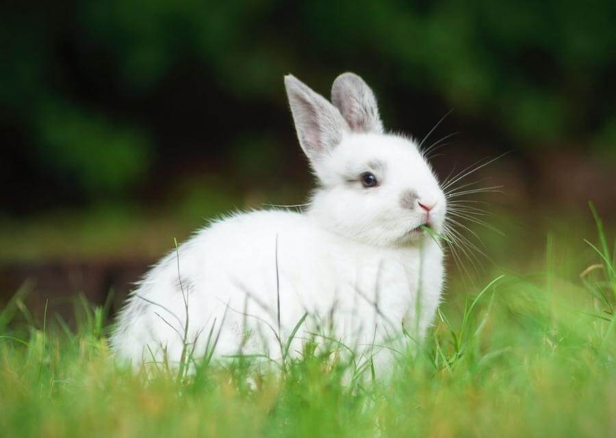rabbit in the outdoors