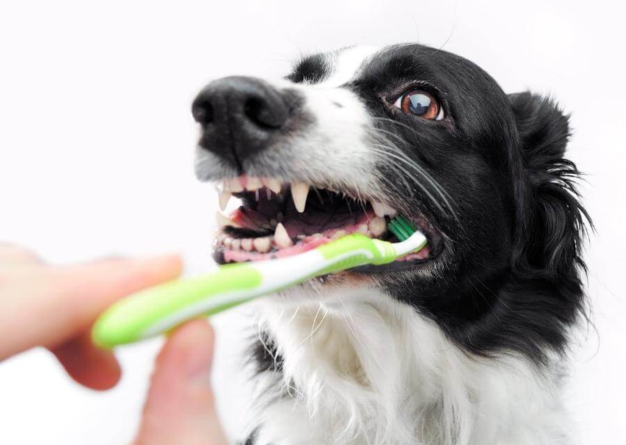 brushing dogs teeth