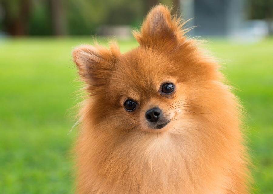Pomeranian dog posing