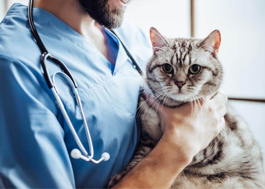 veterinarian holding cat
