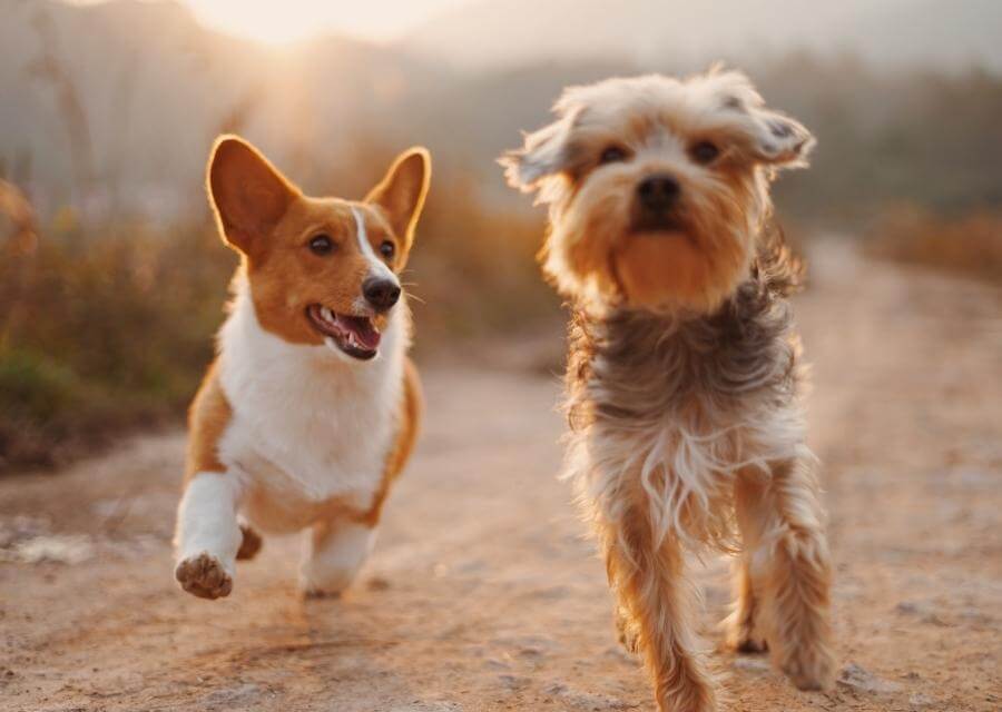 two small dogs running
