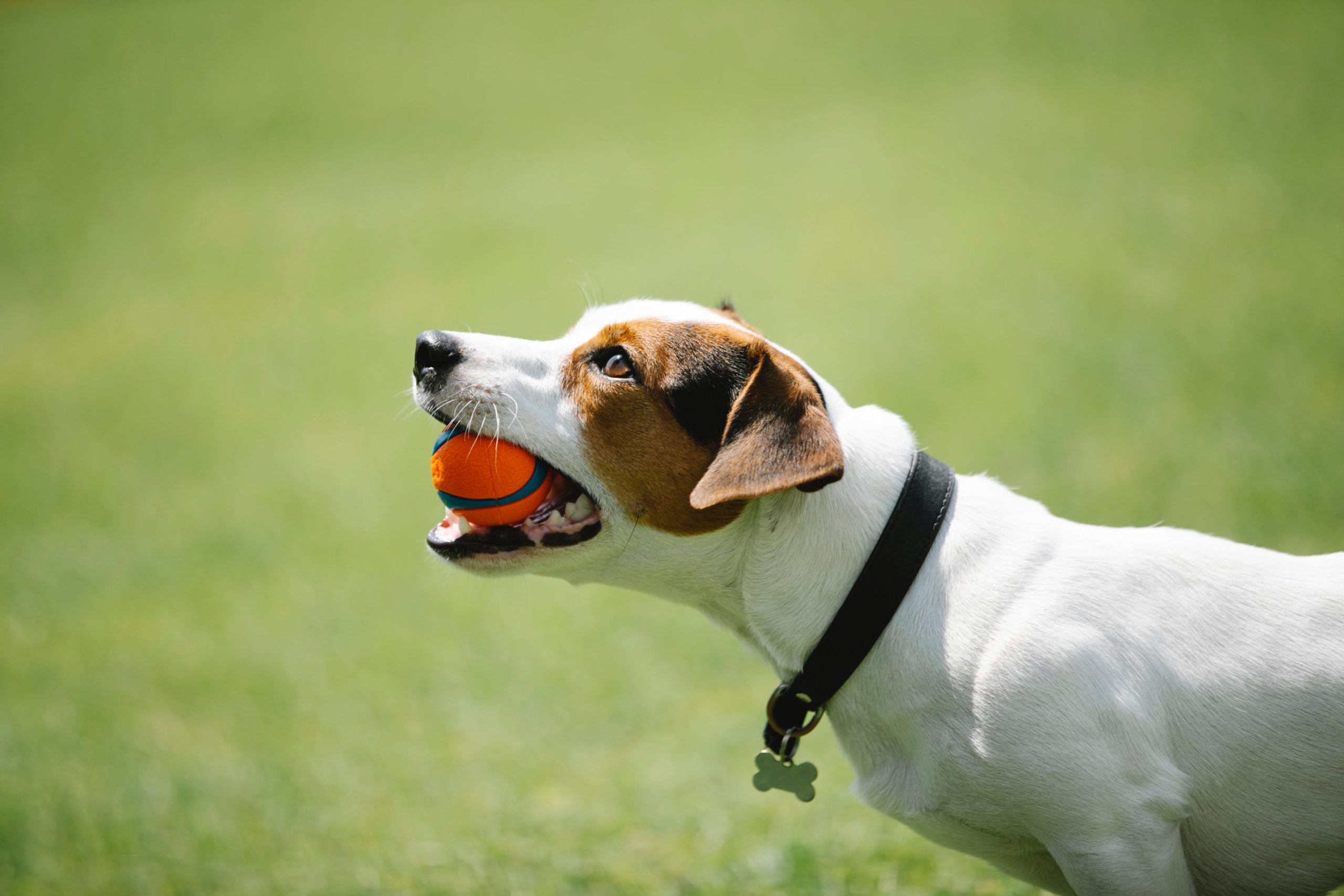 dog holding ball